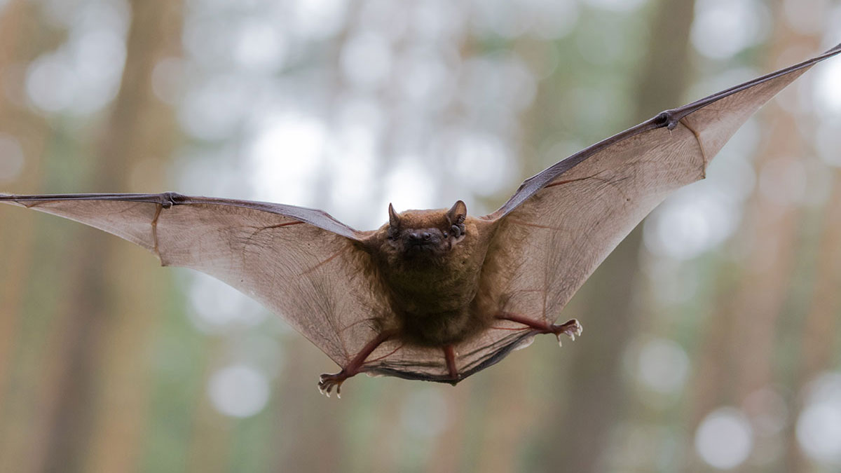 Aquarius animal bat