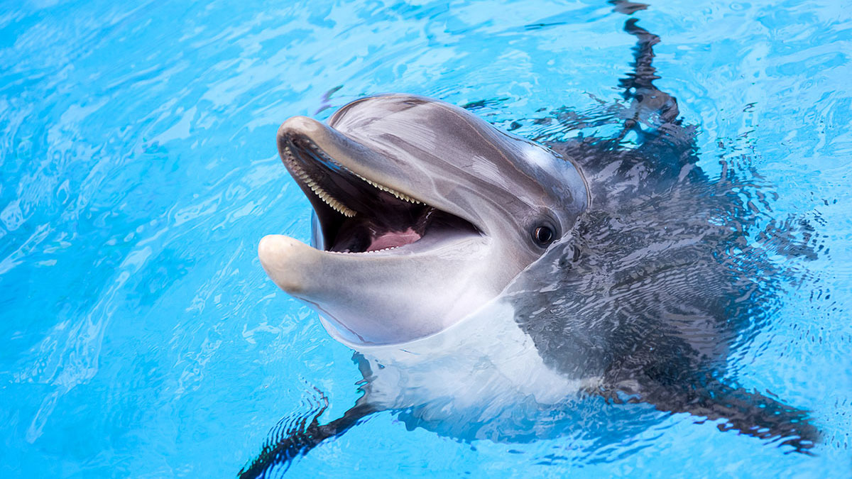 Aquarius animal dolphin