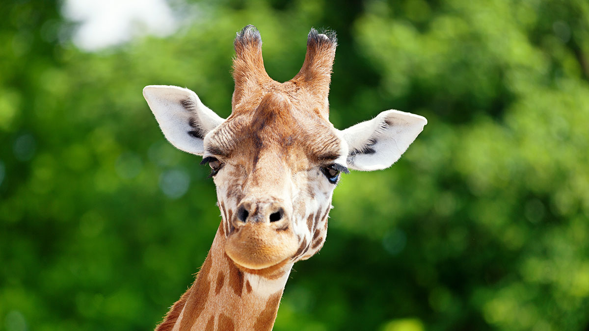 Aquarius animal giraffe