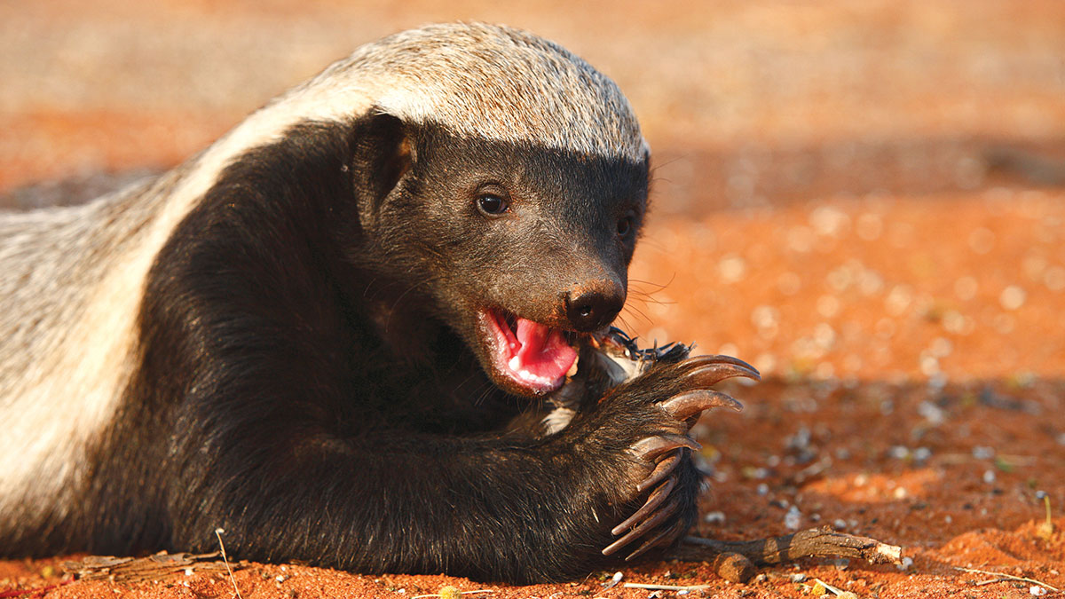 Aquarius animal honey badger