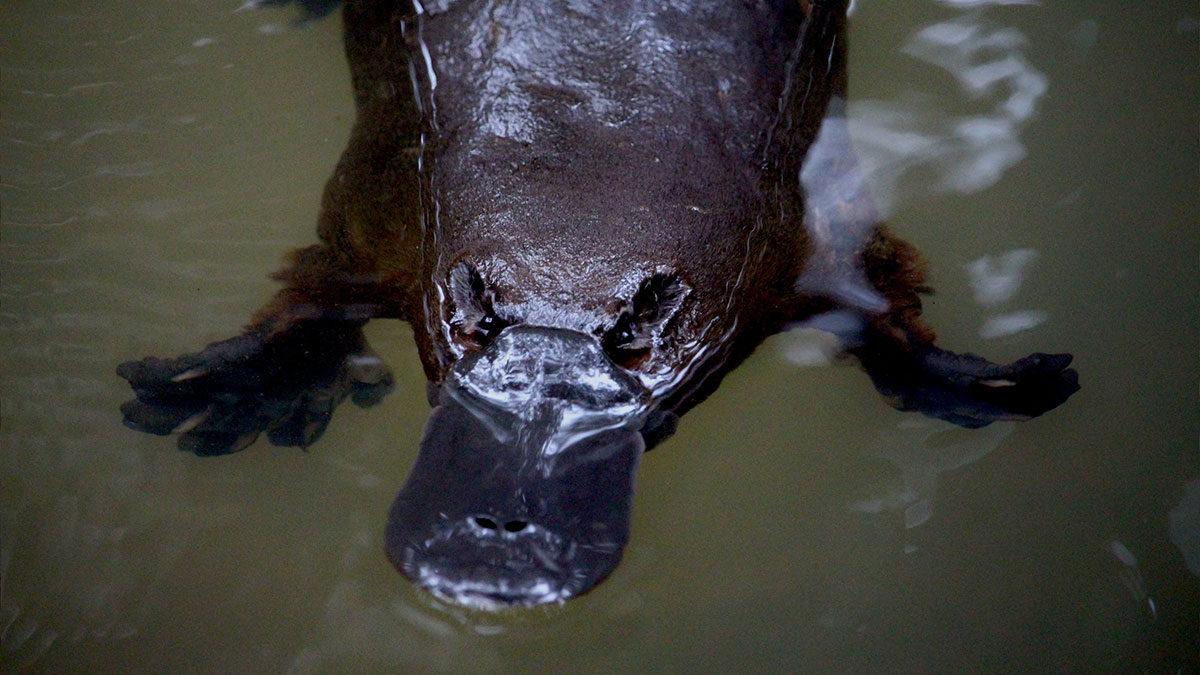 Aquarius animal platypus