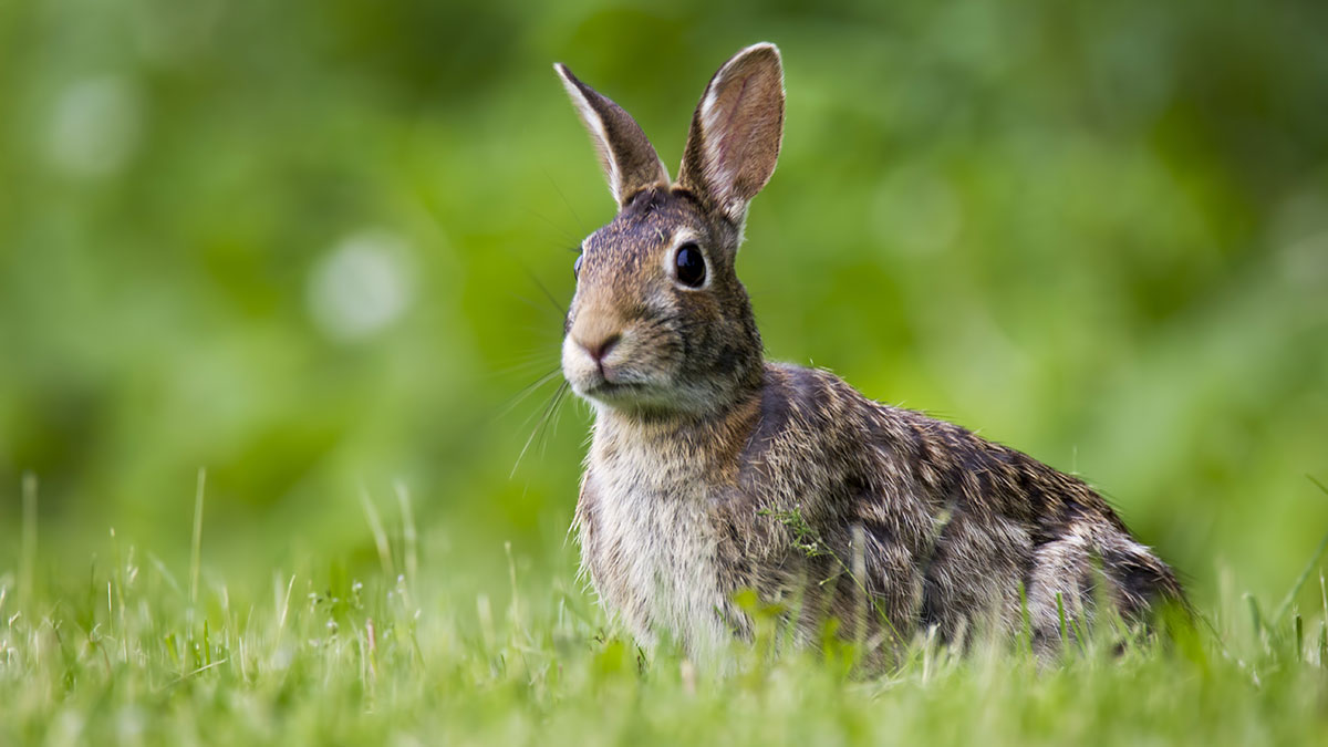 Aquarius animal rabbit