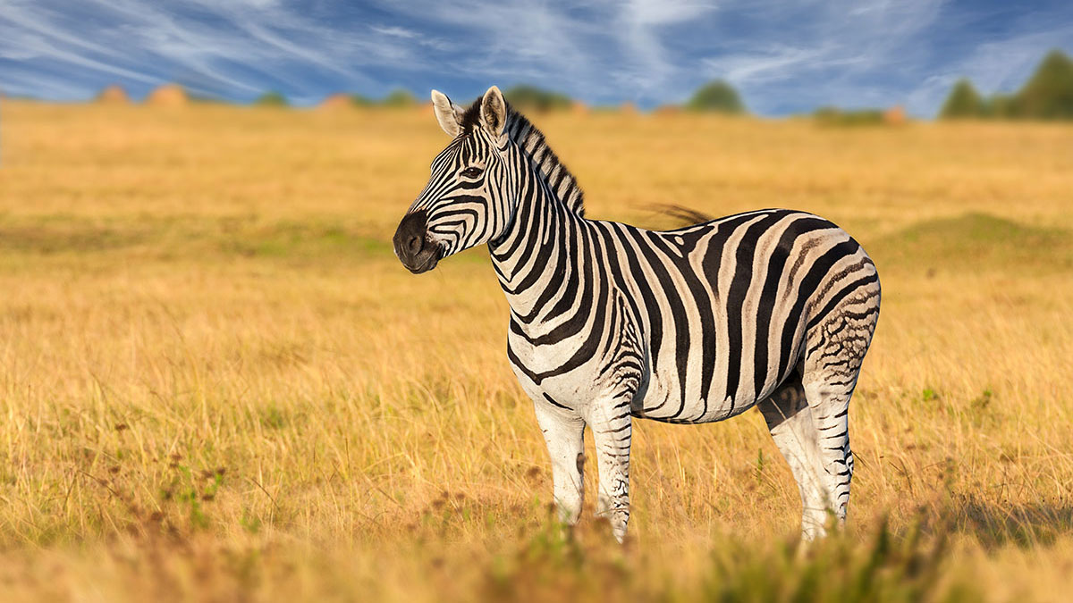 Aquarius animal zebra