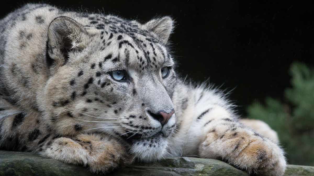 Aquarius man animal snow leopard