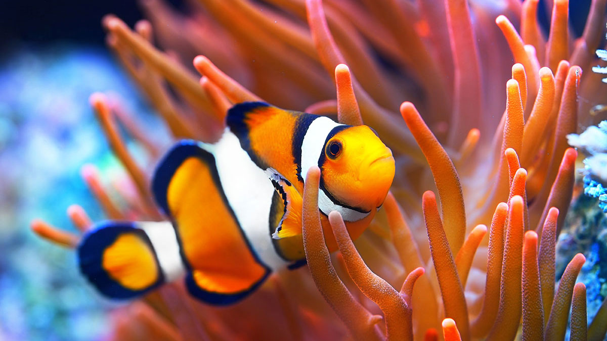 Aquarius woman animal clownfish