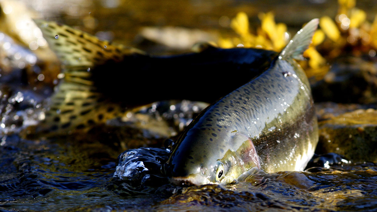 Aquarius woman animal salmon