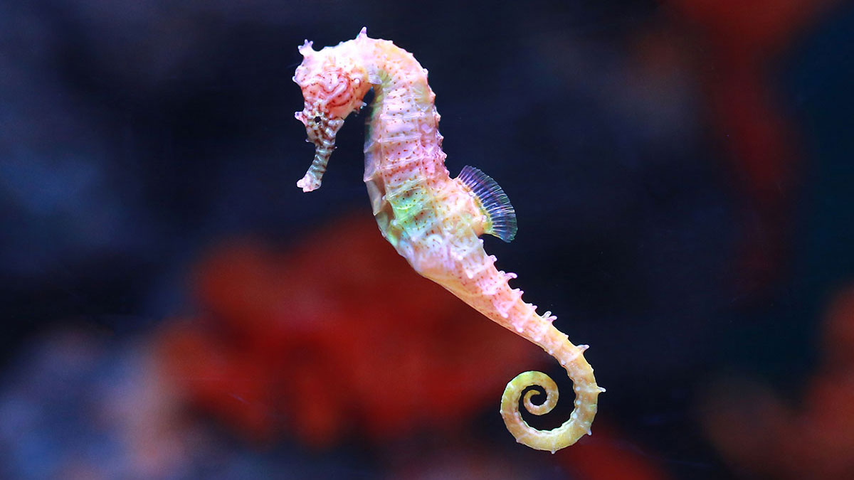 Aquarius woman animal seahorse