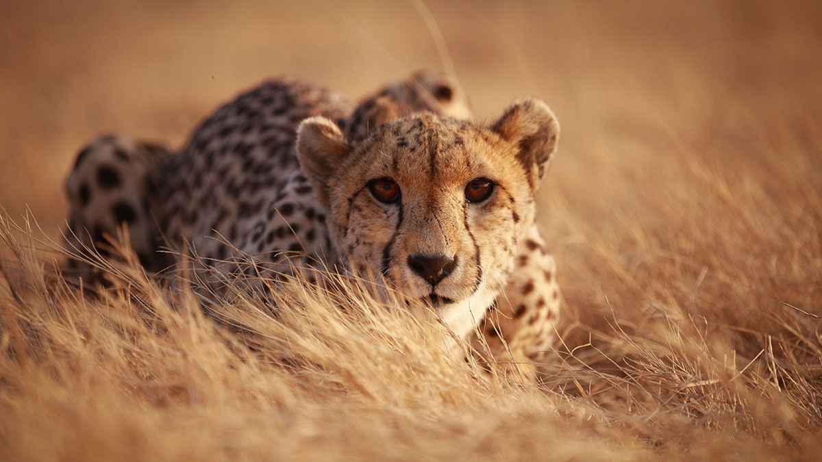 Aries animal cheetah