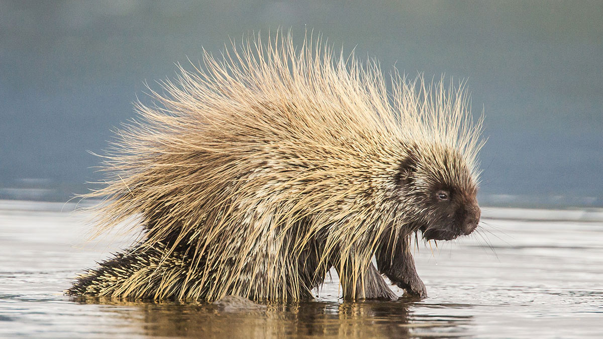 Aries animal porcupine