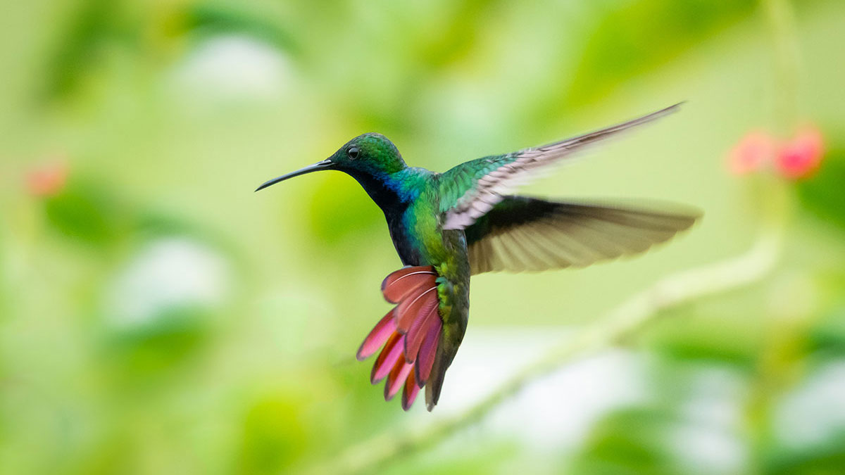 Aries man animal hummingbird