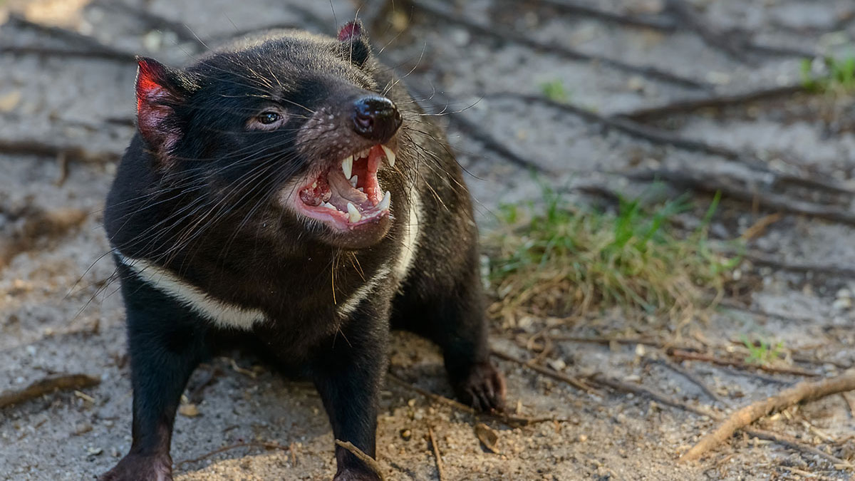 Aries man animal tasmanian devil