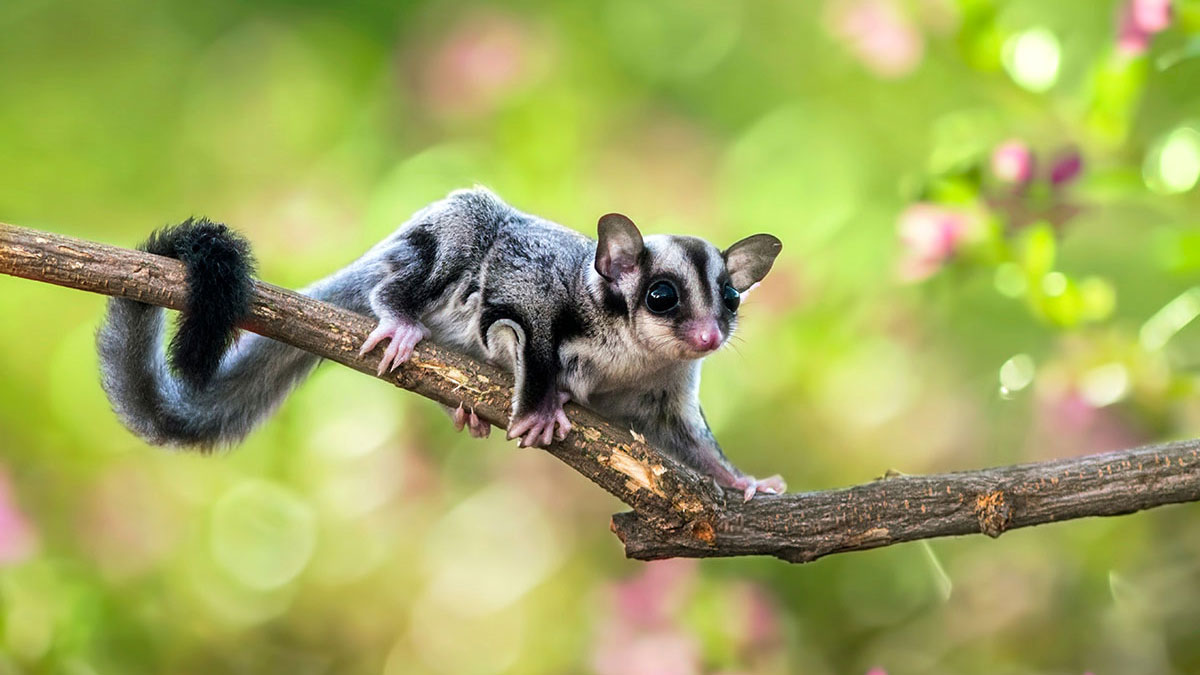 Aries woman animal sugar glider