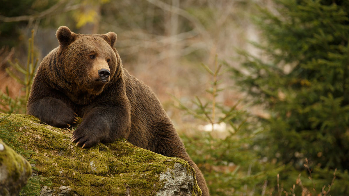 Cancer animal bear