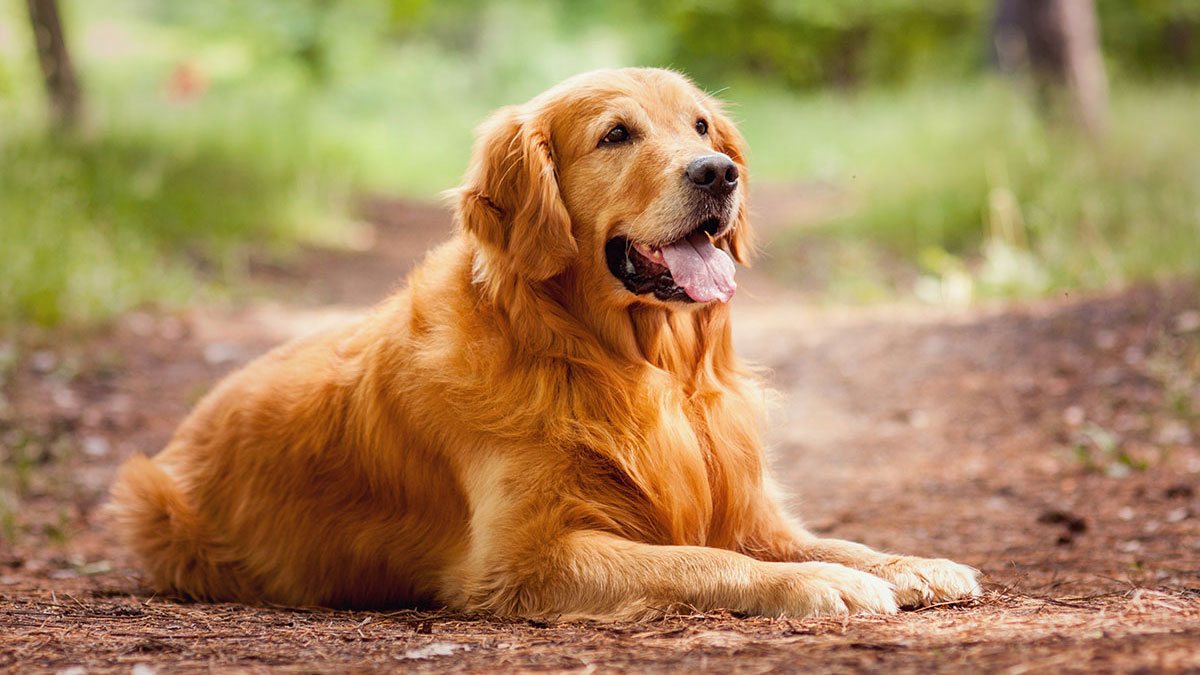 Cancer animal golden retriever