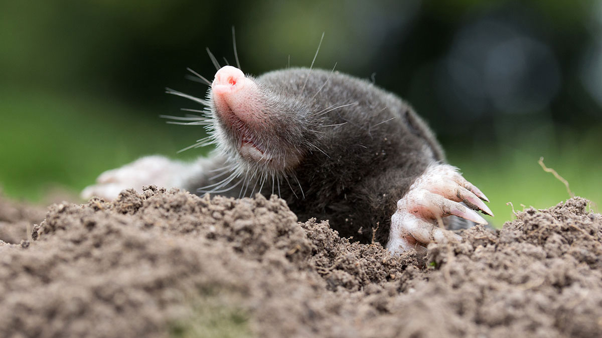 Cancer animal mole