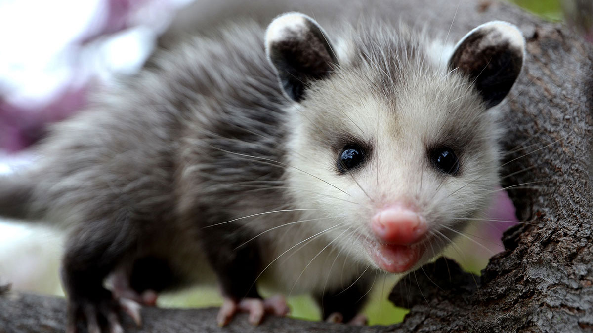 Cancer animal opossum