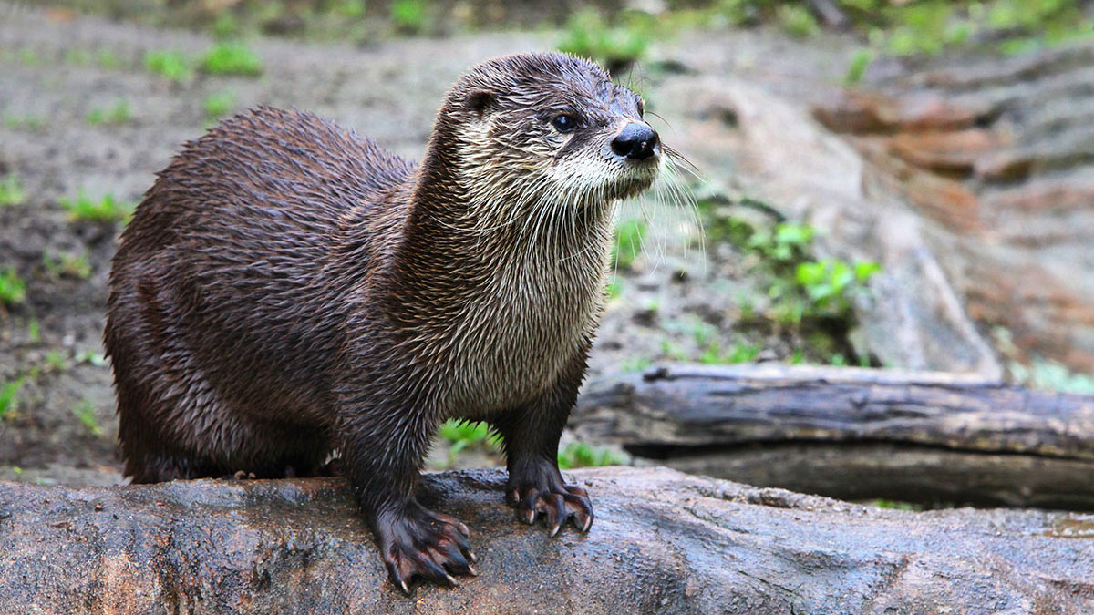 Cancer animal otter