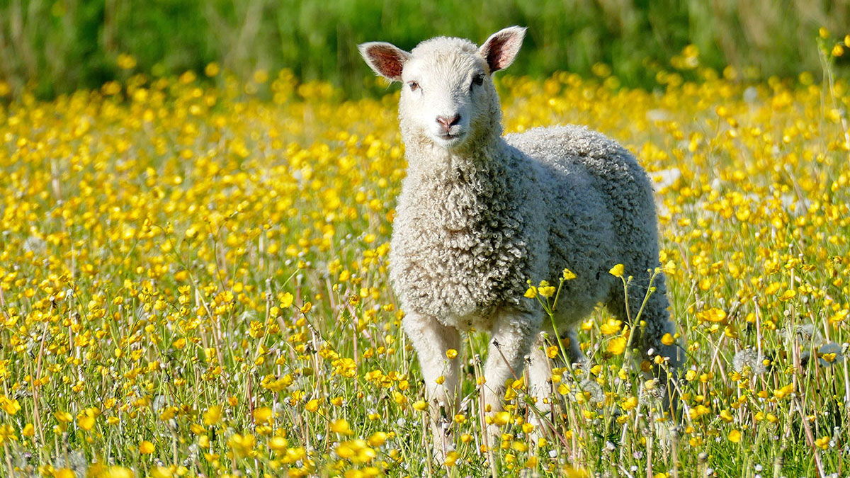 Cancer animal sheep