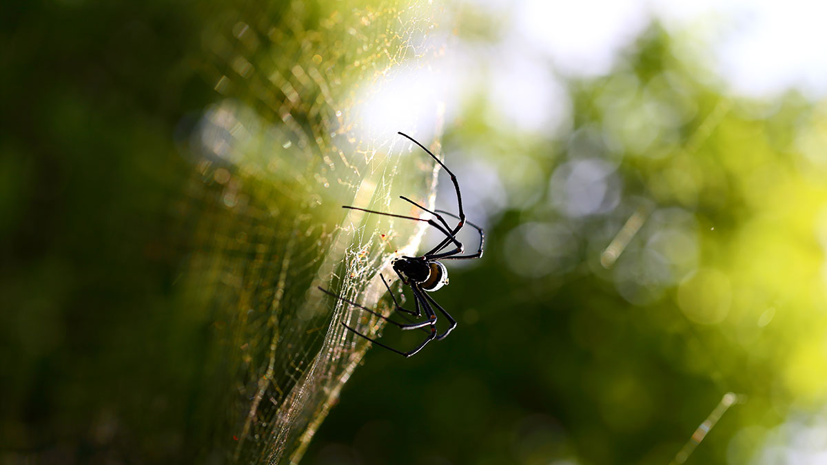 Cancer animal spider