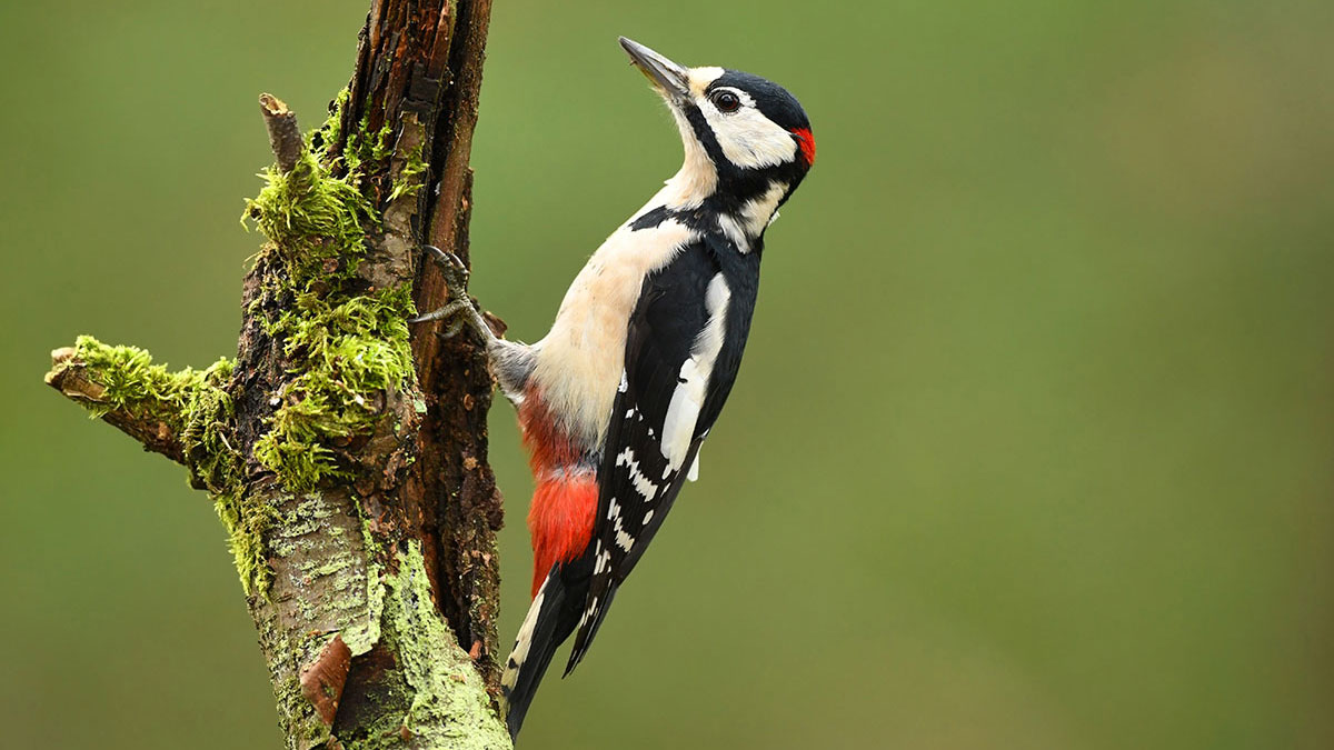 Cancer animal woodpecker