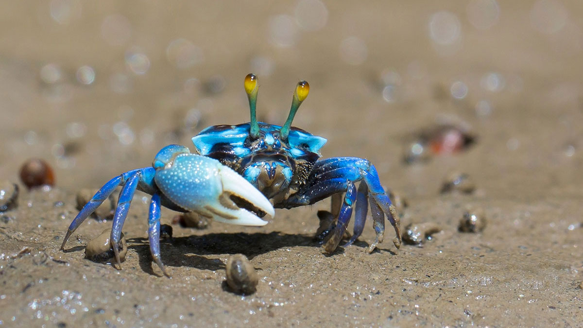 Cancer man animal crab