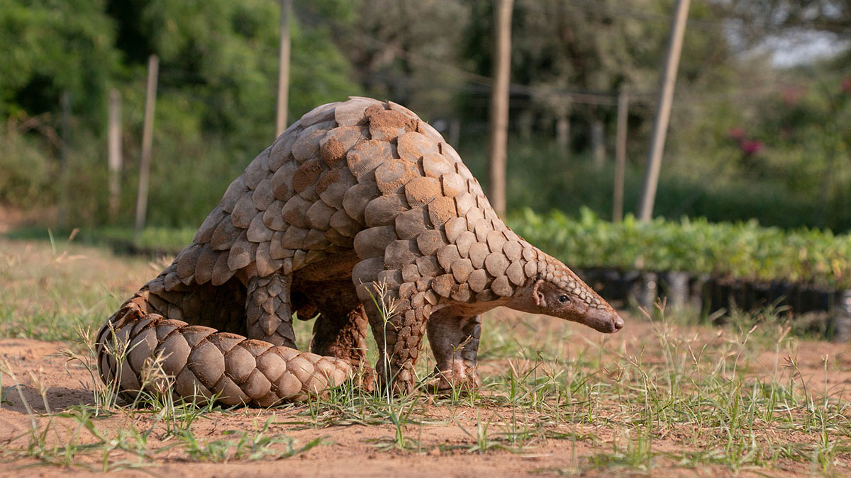 Cancer man animal pangolin