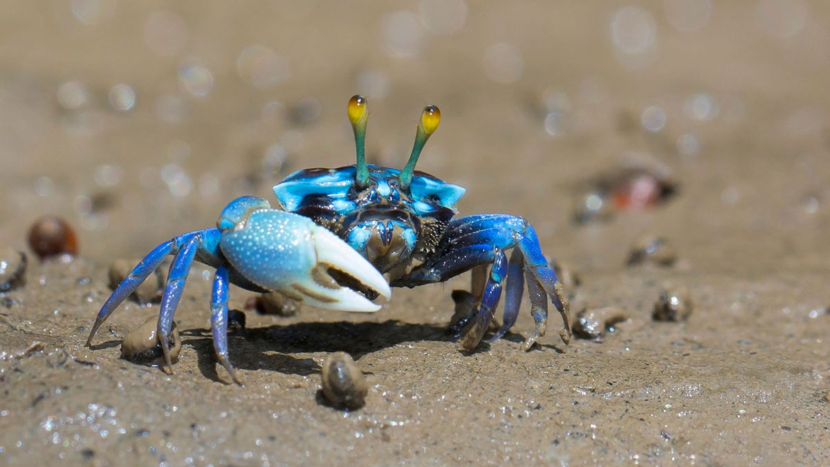 Cancer woman animal crab