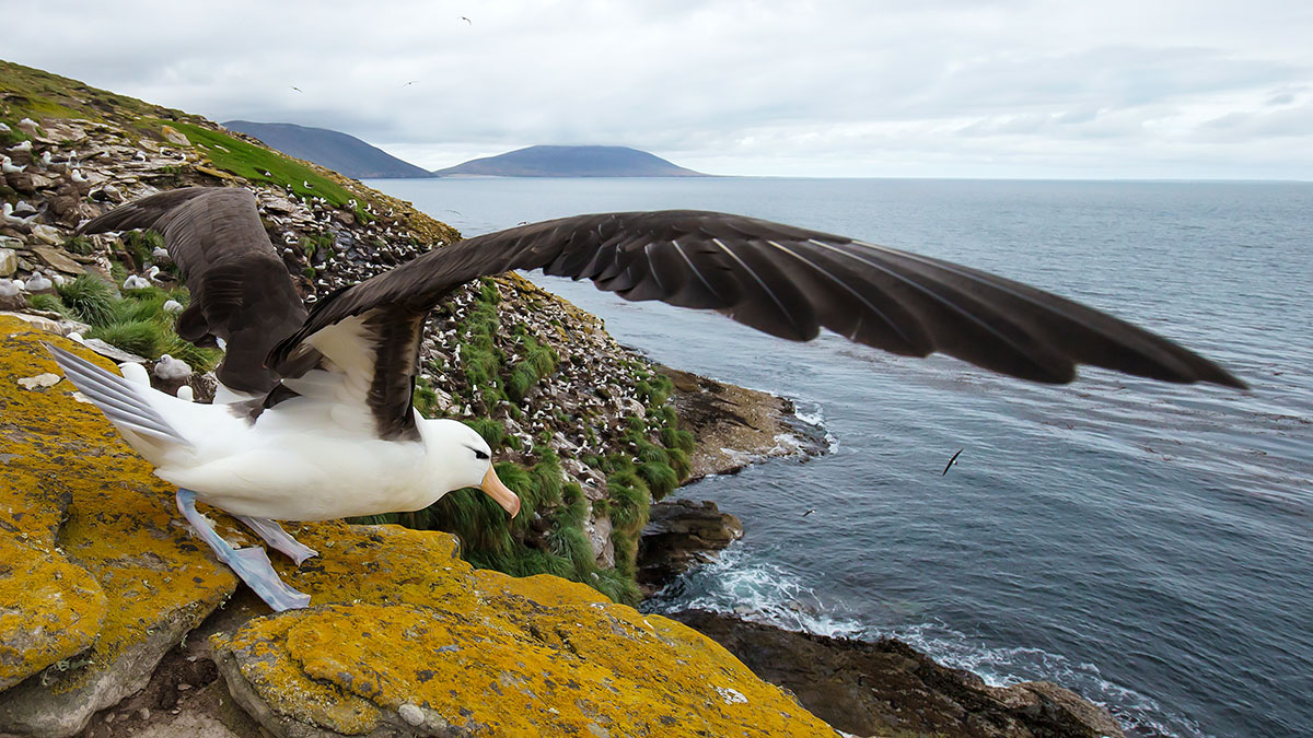 Capricorn animal albatross