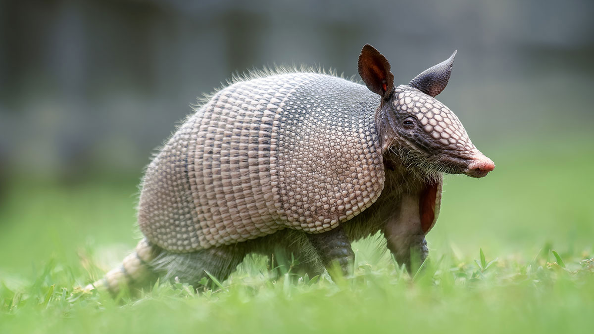 Capricorn animal armadillo