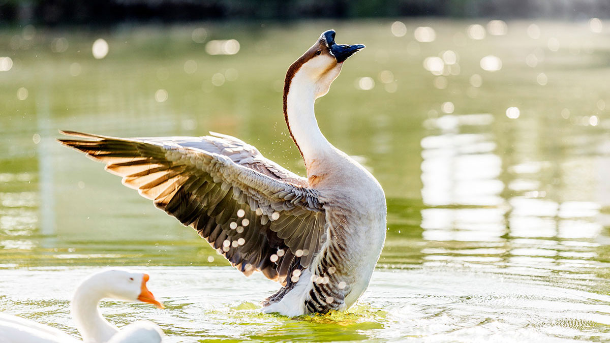 Capricorn animal goose