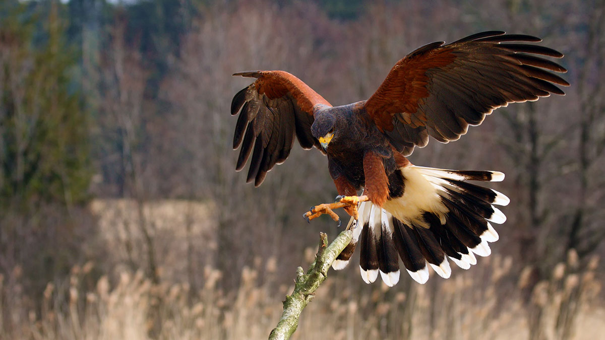 Capricorn animal hawk