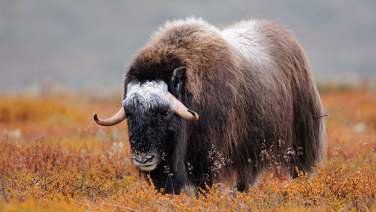 Capricorn animal ox