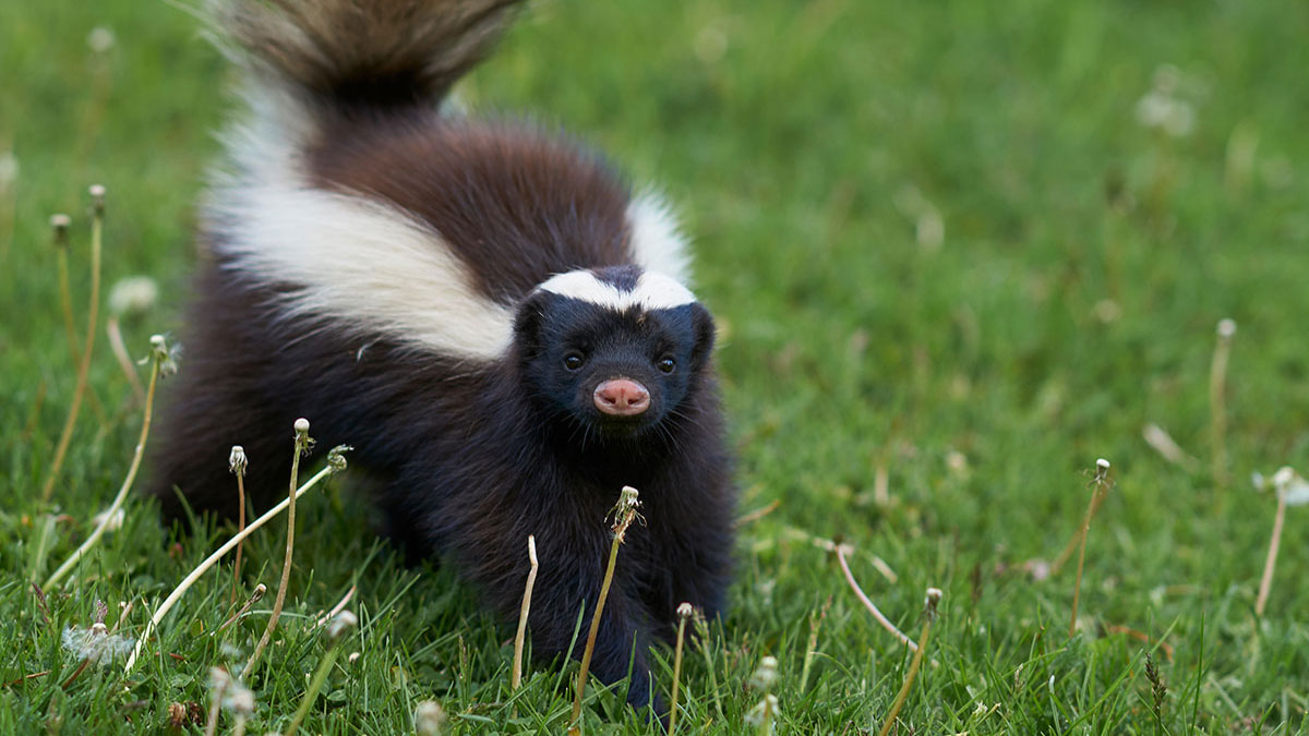 Capricorn animal skunk