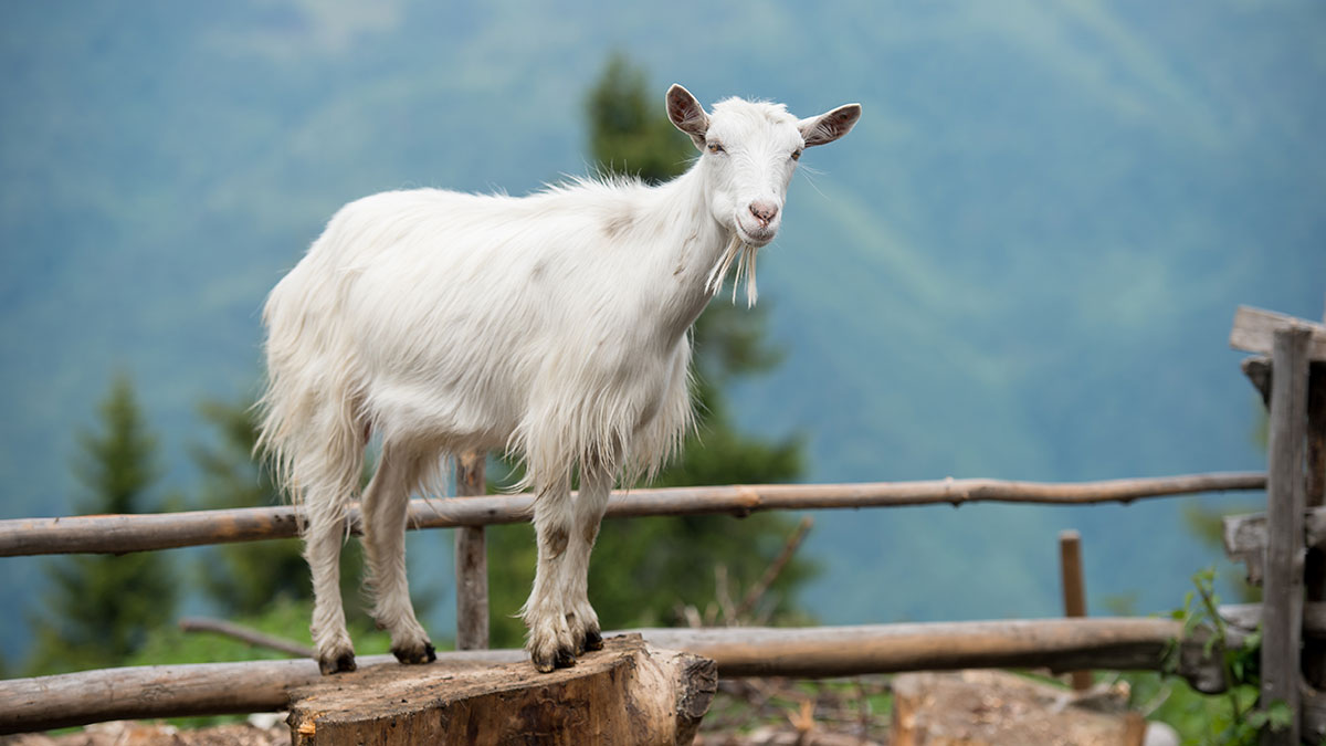 Capricorn man animal goat