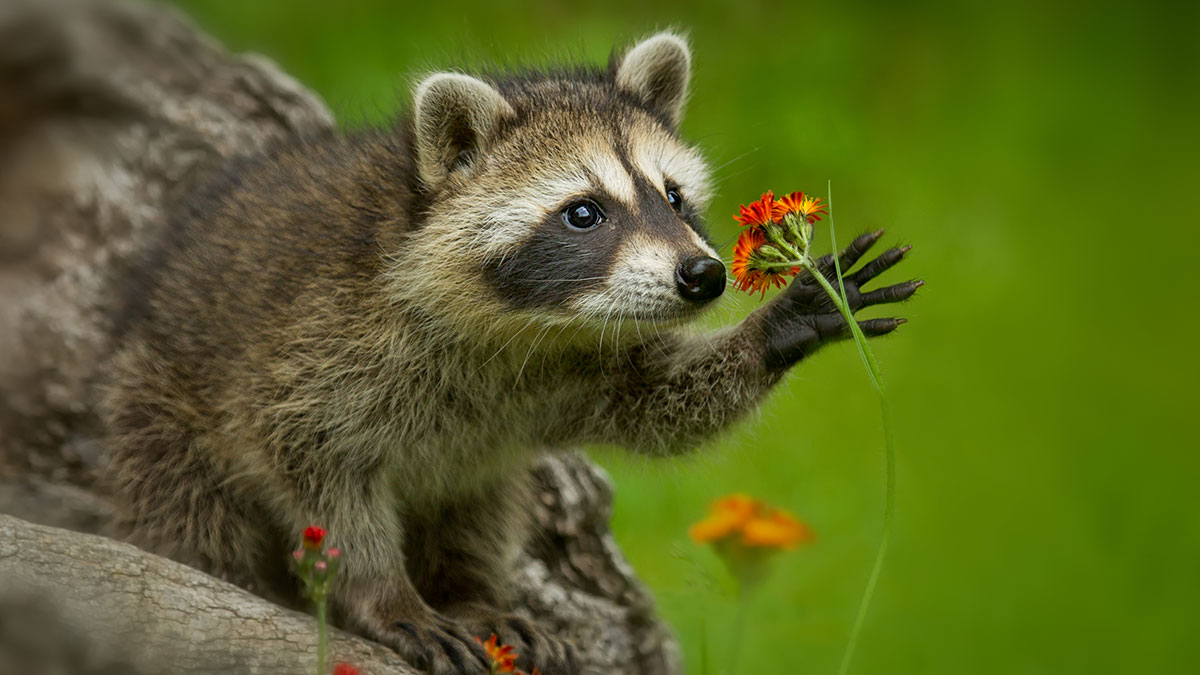 Capricorn man animal raccoon