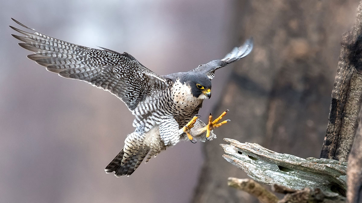 Capricorn woman animal falcon