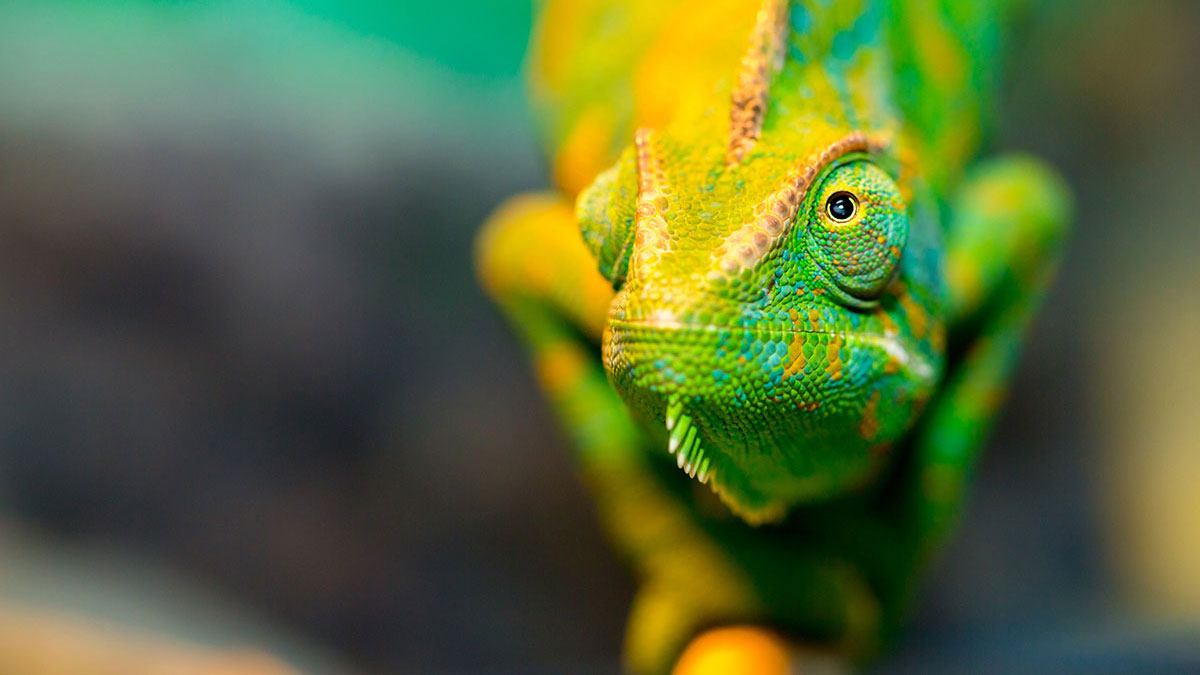 Gemini animal chameleon