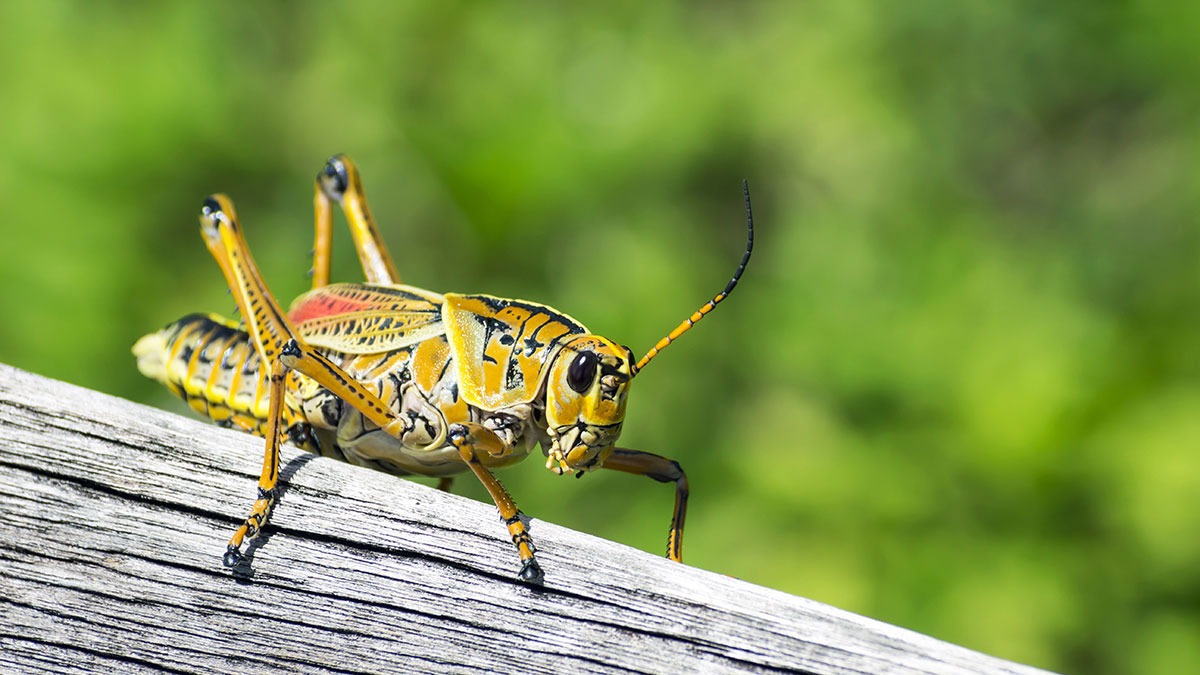 Gemini animal cricket