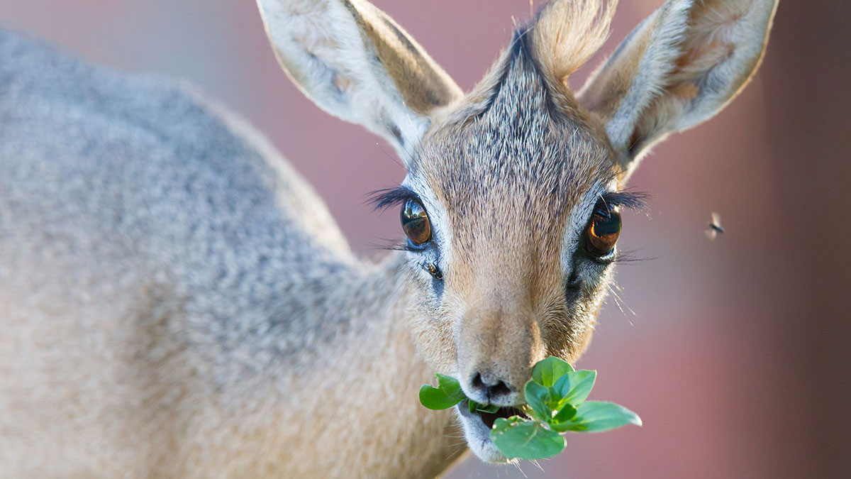 Gemini animal dik-dik