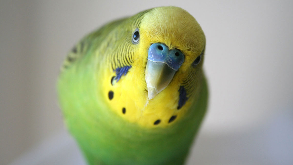 Gemini animal parakeet