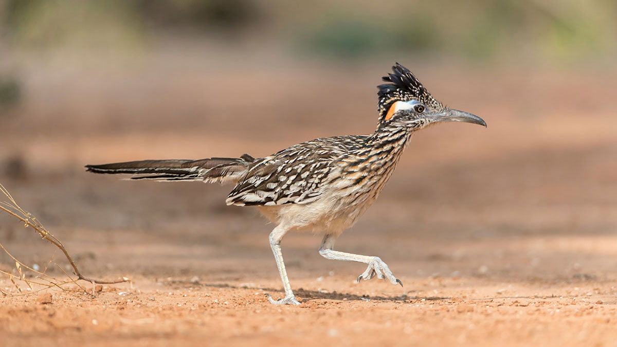 Gemini animal roadrunner