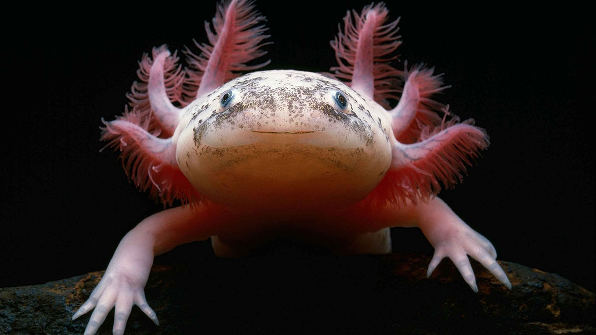 Gemini man animal axolotl