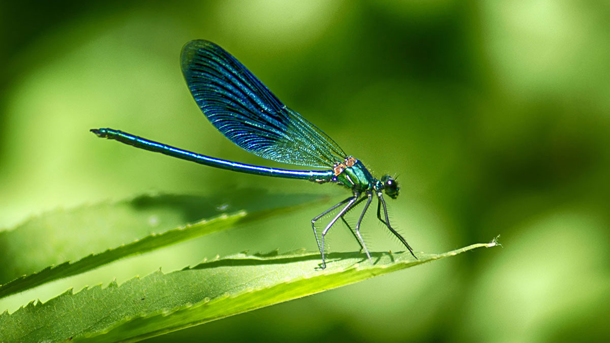 Gemini woman animal dragonfly