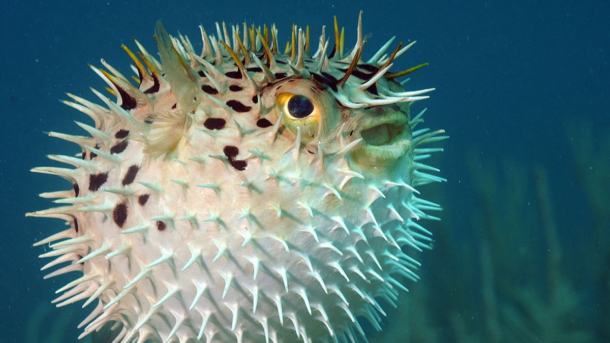 Gemini woman animal pufferfish