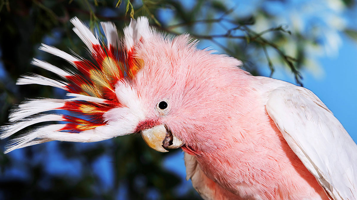 Leo animal cockatoo