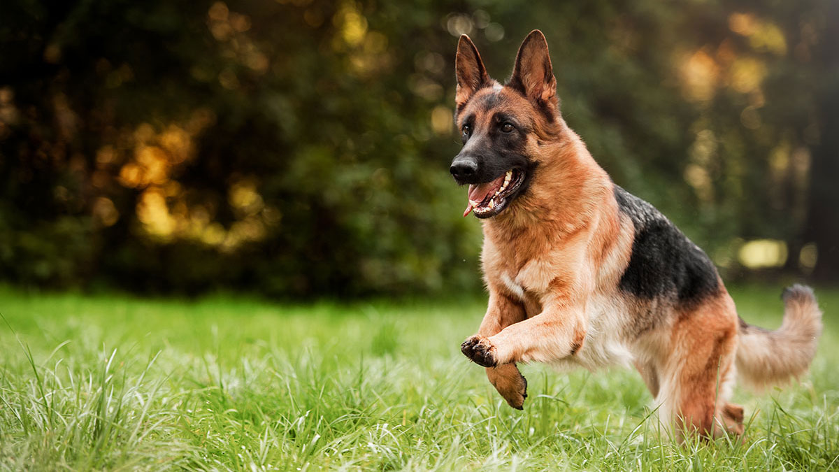 Leo animal german shepherd