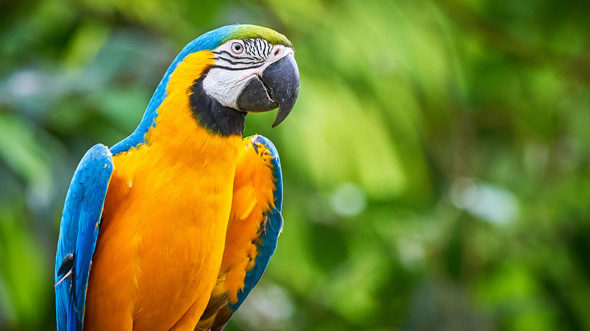 Leo animal macaw