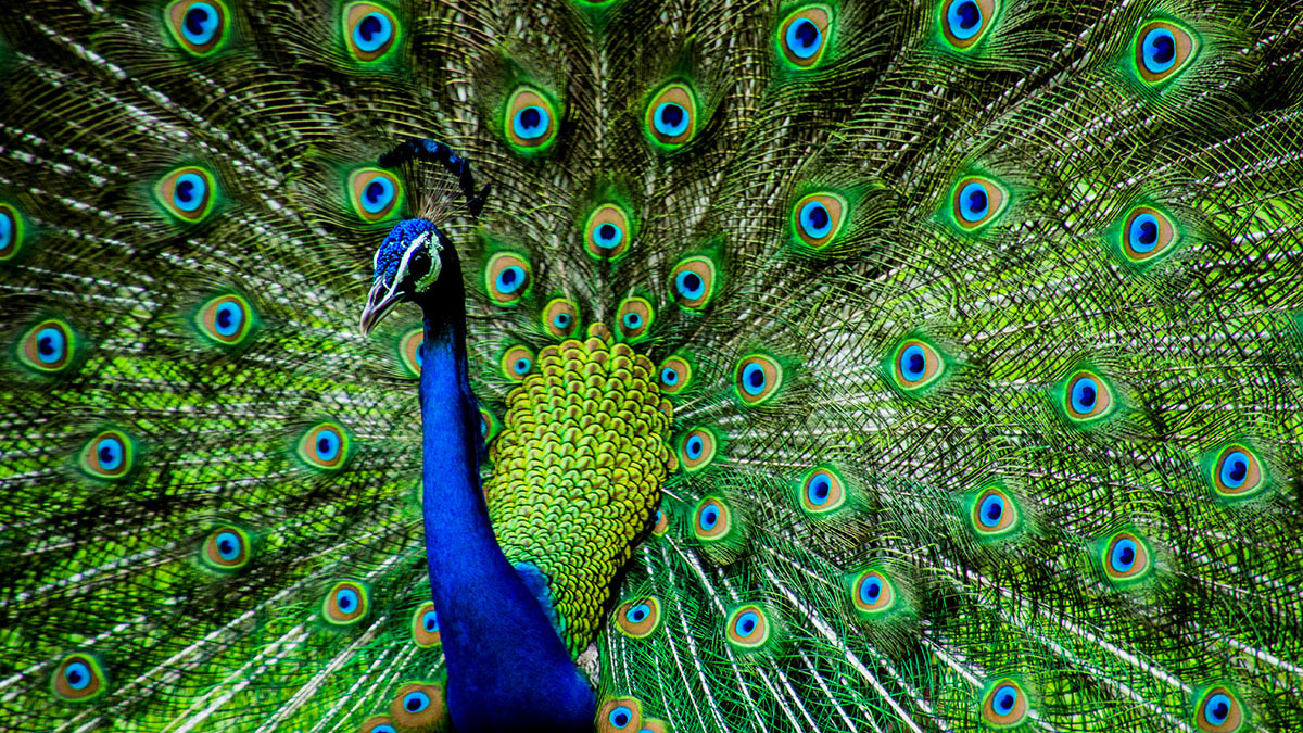 Leo animal peacock