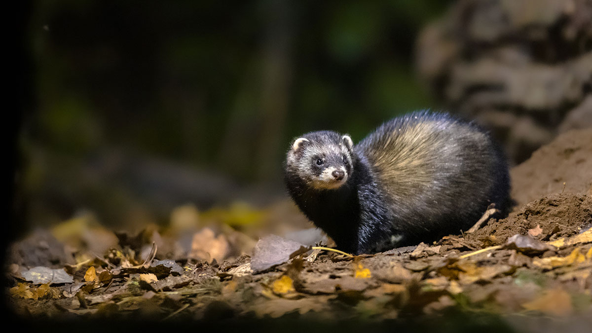 Leo animal polecat