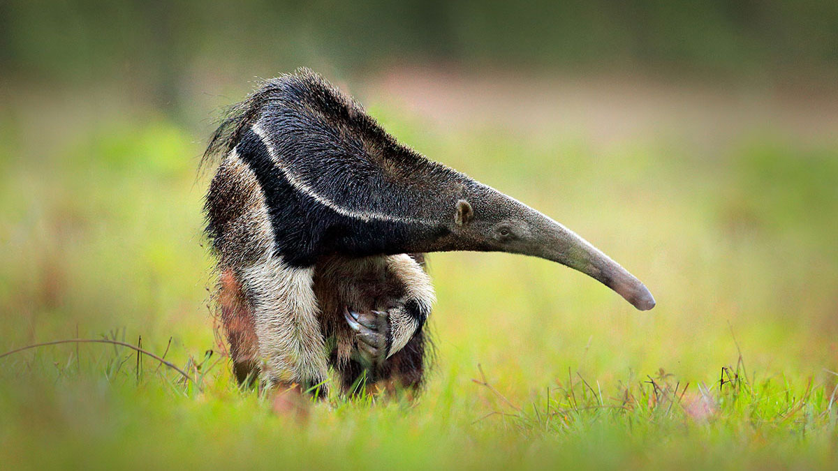 Libra animal anteater